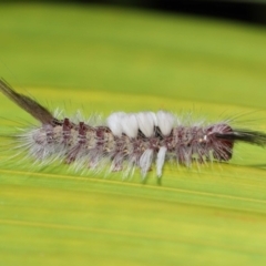 Olene mendosa (Lymantriinae) at Wellington Point, QLD - 25 Sep 2023 by TimL