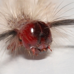 Olene mendosa (Lymantriinae) at Wellington Point, QLD - 25 Sep 2023 by TimL