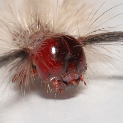 Olene mendosa (Lymantriinae) at Wellington Point, QLD - 25 Sep 2023 by TimL