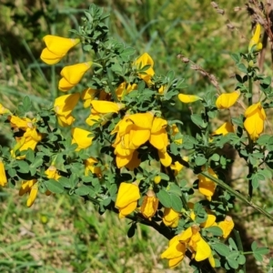 Genista monspessulana at Farrer, ACT - 2 Oct 2023 03:03 PM