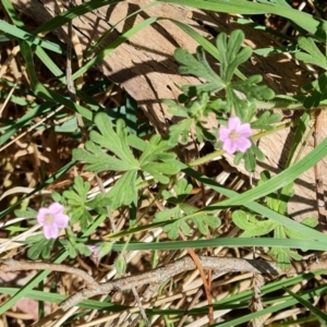 Geranium solanderi var. solanderi at Isaacs Ridge and Nearby - 2 Oct 2023 02:59 PM