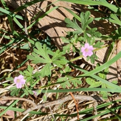 Geranium solanderi var. solanderi (Native Geranium) at Isaacs Ridge - 2 Oct 2023 by Mike