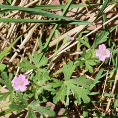 Geranium solanderi var. solanderi at Isaacs Ridge and Nearby - 2 Oct 2023 02:59 PM