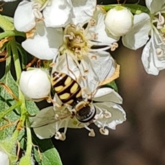 Simosyrphus grandicornis at Isaacs, ACT - 2 Oct 2023