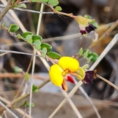 Bossiaea buxifolia (Matted Bossiaea) at Isaacs, ACT - 2 Oct 2023 by Mike