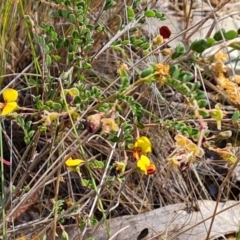 Bossiaea buxifolia at Isaacs, ACT - 2 Oct 2023 02:52 PM