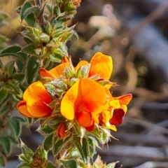 Pultenaea procumbens (Bush Pea) at Isaacs, ACT - 2 Oct 2023 by Mike