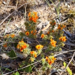 Pultenaea procumbens at Isaacs, ACT - 2 Oct 2023