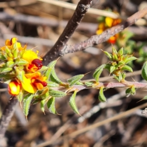 Pultenaea procumbens at Isaacs, ACT - 2 Oct 2023