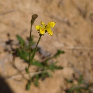 Goodenia pinnatifida at Tuggeranong, ACT - 2 Oct 2023 03:12 PM