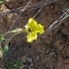 Goodenia pinnatifida at Tuggeranong, ACT - 2 Oct 2023 03:12 PM