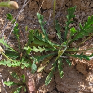 Goodenia pinnatifida at Tuggeranong, ACT - 2 Oct 2023