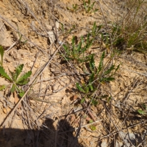 Goodenia pinnatifida at Tuggeranong, ACT - 2 Oct 2023 03:12 PM