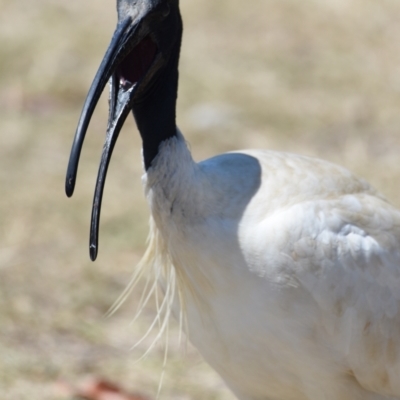 Threskiornis molucca (Australian White Ibis) at Wellington Point, QLD - 2 Oct 2023 by PJH123