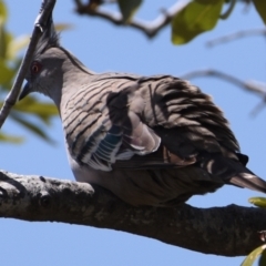 Ocyphaps lophotes (Crested Pigeon) at Wellington Point, QLD - 2 Oct 2023 by PJH123