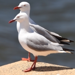 Chroicocephalus novaehollandiae (Silver Gull) at Wellington Point, QLD - 2 Oct 2023 by PJH123