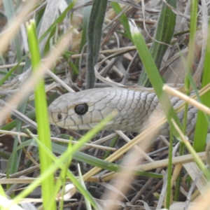 Pseudonaja textilis at Tuggeranong, ACT - 2 Oct 2023