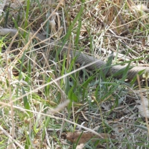 Pseudonaja textilis at Tuggeranong, ACT - 2 Oct 2023