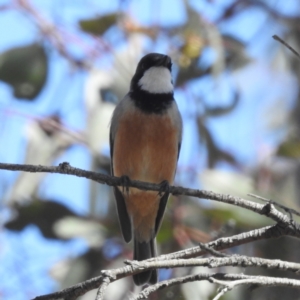 Pachycephala rufiventris at Tuggeranong, ACT - 2 Oct 2023