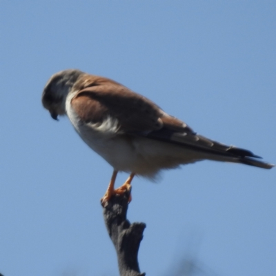 Falco cenchroides (Nankeen Kestrel) at Tuggeranong, ACT - 2 Oct 2023 by HelenCross