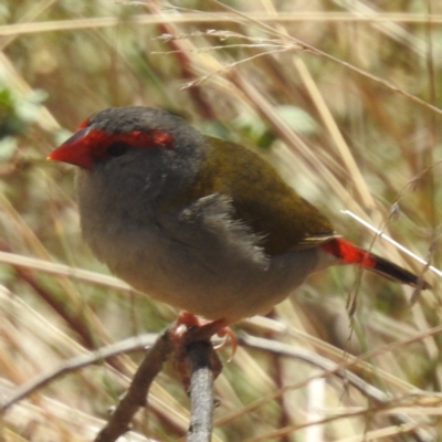 Neochmia temporalis (Red-browed Finch) at Tuggeranong, ACT - 2 Oct 2023 by HelenCross