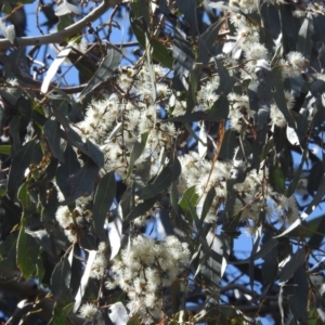 Eucalyptus mannifera at Tuggeranong, ACT - 2 Oct 2023 12:42 PM