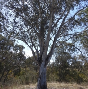 Eucalyptus mannifera at Tuggeranong, ACT - 2 Oct 2023 12:42 PM