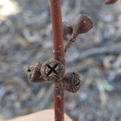 Eucalyptus mannifera at Tuggeranong, ACT - 2 Oct 2023