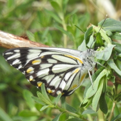 Belenois java (Caper White) at Stromlo, ACT - 2 Oct 2023 by HelenCross