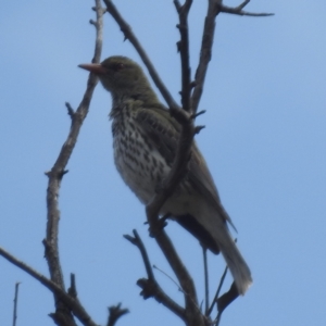 Oriolus sagittatus at Stromlo, ACT - 2 Oct 2023