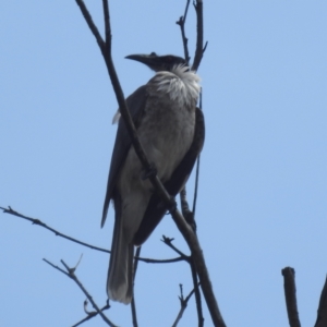 Philemon corniculatus at Stromlo, ACT - 2 Oct 2023