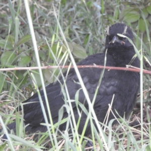 Corcorax melanorhamphos at Tuggeranong, ACT - 2 Oct 2023