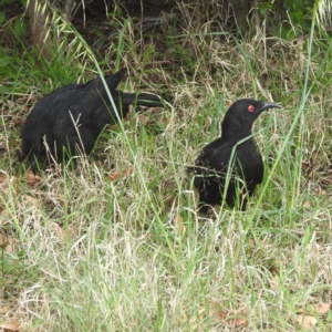 Corcorax melanorhamphos at Tuggeranong, ACT - 2 Oct 2023