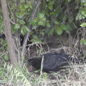 Corcorax melanorhamphos at Tuggeranong, ACT - 2 Oct 2023