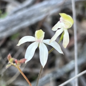 Caladenia moschata at Karabar, NSW - suppressed