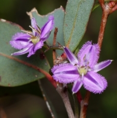 Thysanotus patersonii (Twining Fringe Lily) at Canberra Central, ACT - 1 Oct 2023 by RobertD