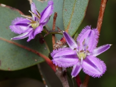 Thysanotus patersonii (Twining Fringe Lily) at Canberra Central, ACT - 1 Oct 2023 by RobertD