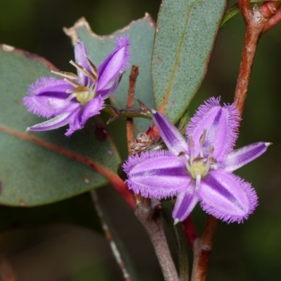 Thysanotus patersonii (Twining Fringe Lily) at Canberra Central, ACT - 2 Oct 2023 by RobertD