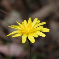 Unidentified Plant at Canberra Central, ACT - 2 Oct 2023 by RobertD