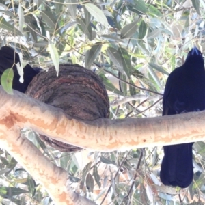 Corcorax melanorhamphos at Acton, ACT - 2 Oct 2023 03:15 PM