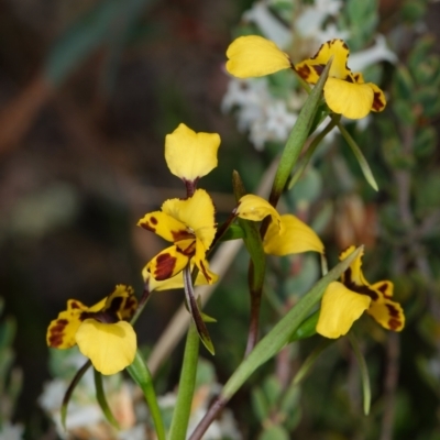 Diuris nigromontana (Black Mountain Leopard Orchid) at Canberra Central, ACT - 2 Oct 2023 by RobertD