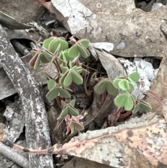 Oxalis sp. (Wood Sorrel) at Aranda, ACT - 2 Oct 2023 by lbradley