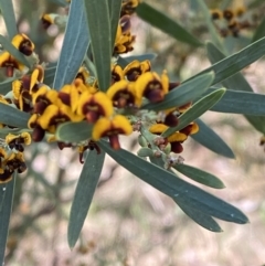 Daviesia mimosoides subsp. mimosoides at Garran, ACT - 2 Oct 2023