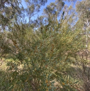 Daviesia mimosoides subsp. mimosoides at Garran, ACT - 2 Oct 2023