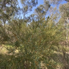 Daviesia mimosoides subsp. mimosoides at Garran, ACT - 2 Oct 2023