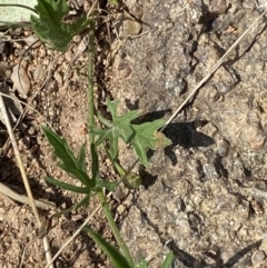 Convolvulus angustissimus subsp. angustissimus (Australian Bindweed) at Garran, ACT - 2 Oct 2023 by Tapirlord