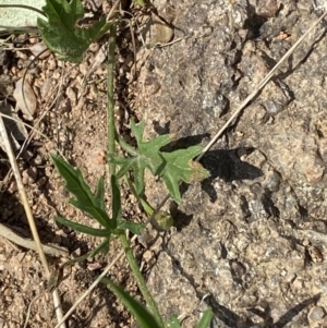 Convolvulus angustissimus subsp. angustissimus at Garran, ACT - 2 Oct 2023