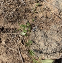 Convolvulus angustissimus subsp. angustissimus at Garran, ACT - 2 Oct 2023