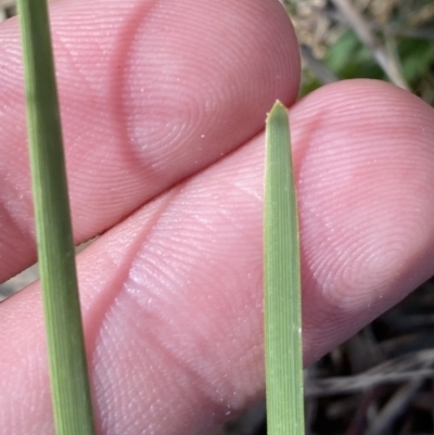 Lomandra bracteata (Small Matrush) at Garran, ACT - 2 Oct 2023 by Tapirlord