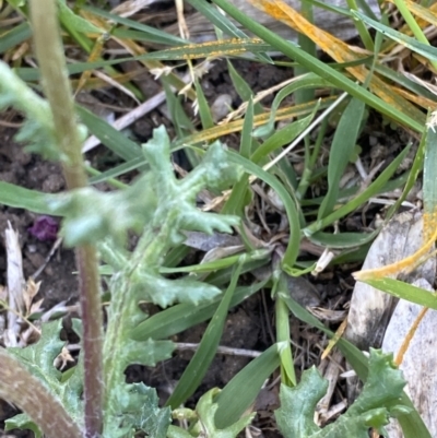 Senecio vulgaris (Common Groundsel) at White Rock, NSW - 24 Sep 2023 by Tapirlord